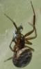 Steatoda nobilis